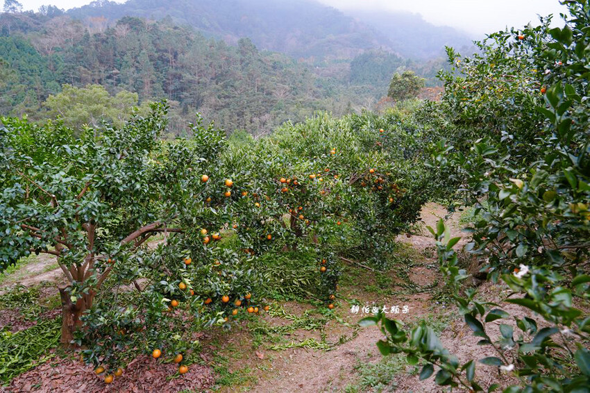 上瑞柑橘觀光果園 ❙ 入園費50元橘子吃到飽，柑橘種類多，新