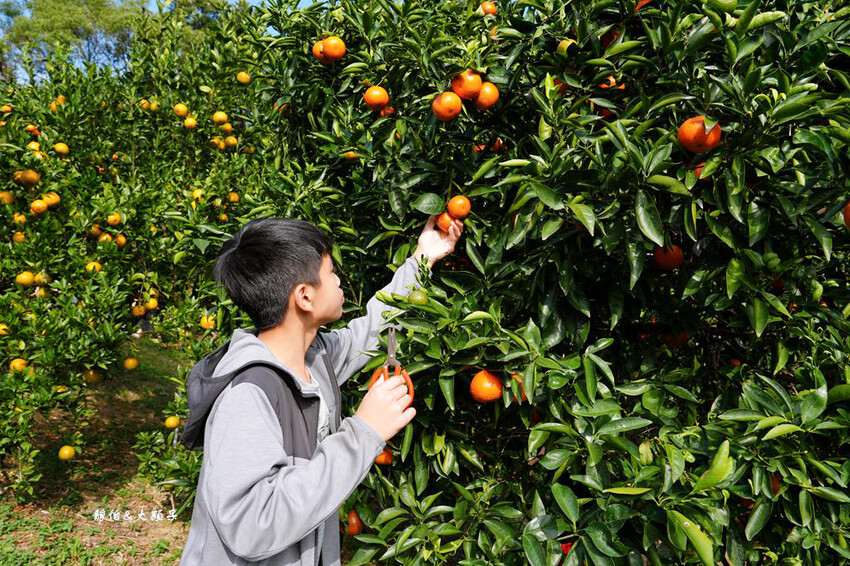 桔滿緣寶山農場 ❙ 滿山黃橙橙橘子隨你採,入園100元橘子吃