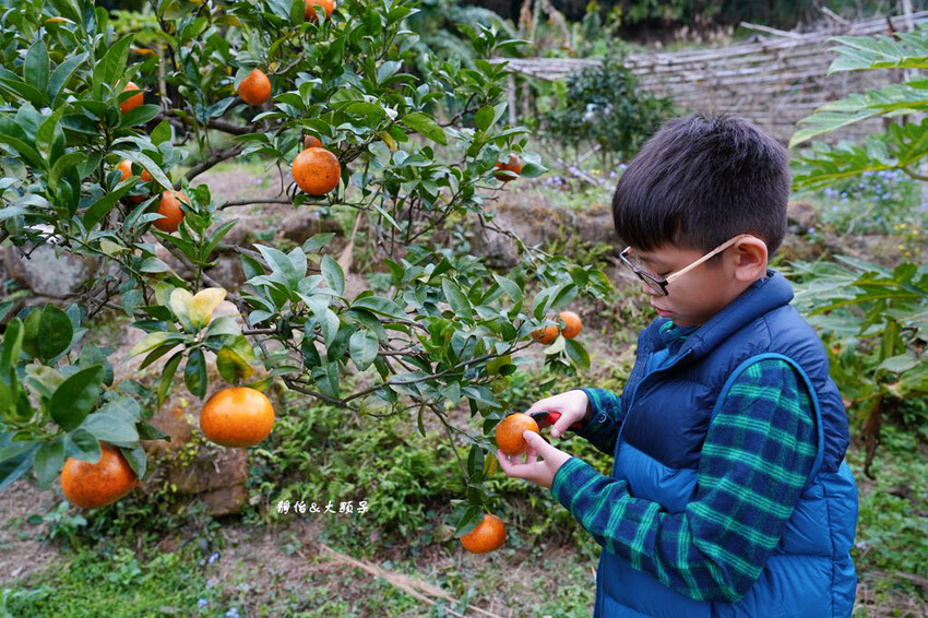上瑞柑橘觀光果園 ❙ 入園費50元橘子吃到飽，柑橘種類多，新