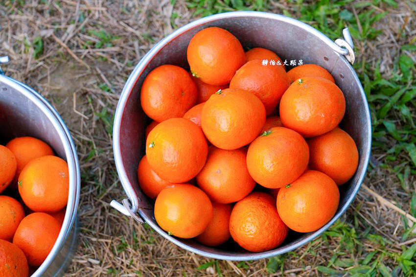 桔滿緣寶山農場 ❙ 滿山黃橙橙橘子隨你採,入園100元橘子吃