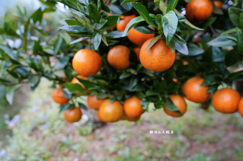 上瑞柑橘觀光果園 ❙ 入園費50元橘子吃到飽，柑橘種類多，新