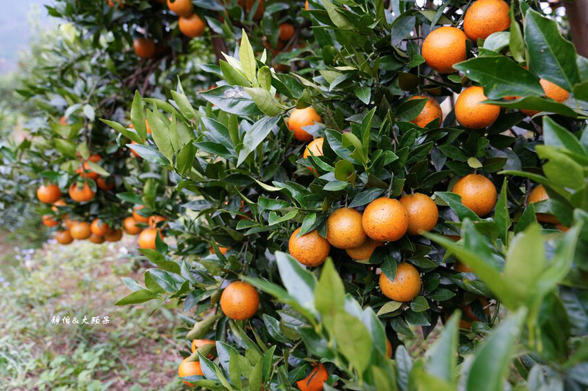 上瑞柑橘觀光果園 ❙ 入園費50元橘子吃到飽，柑橘種類多，新