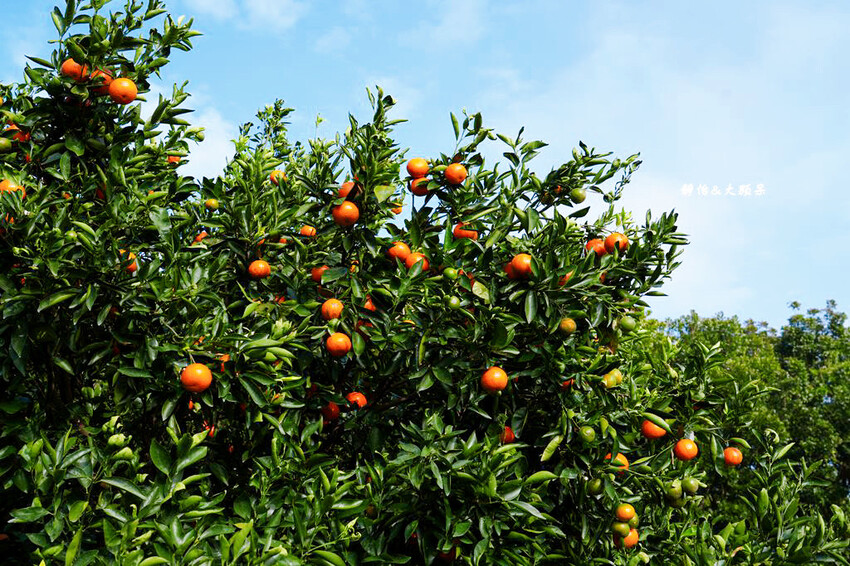 桔滿緣寶山農場 ❙ 滿山黃橙橙橘子隨你採,入園100元橘子吃