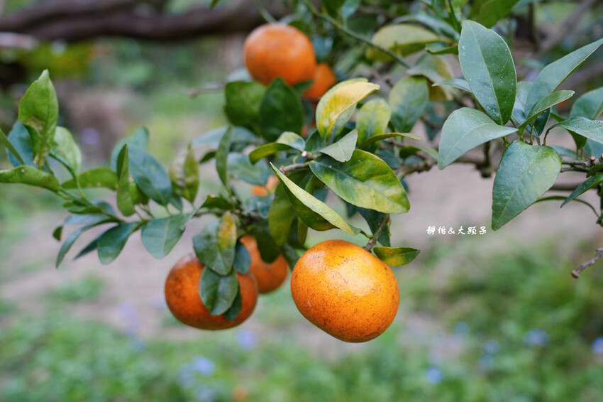 上瑞柑橘觀光果園 ❙ 入園費50元橘子吃到飽，柑橘種類多，新