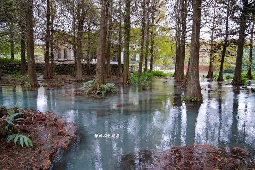 雲山水 ❙ 蒂芬妮藍夢幻湖景、落羽松，必拍跳石步道，花蓮壽豐