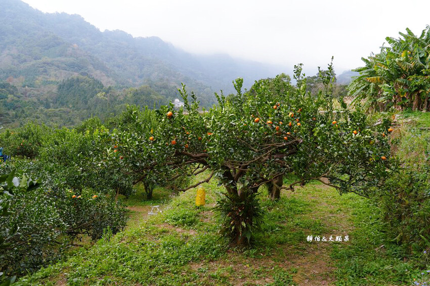 上瑞柑橘觀光果園 ❙ 入園費50元橘子吃到飽，柑橘種類多，新