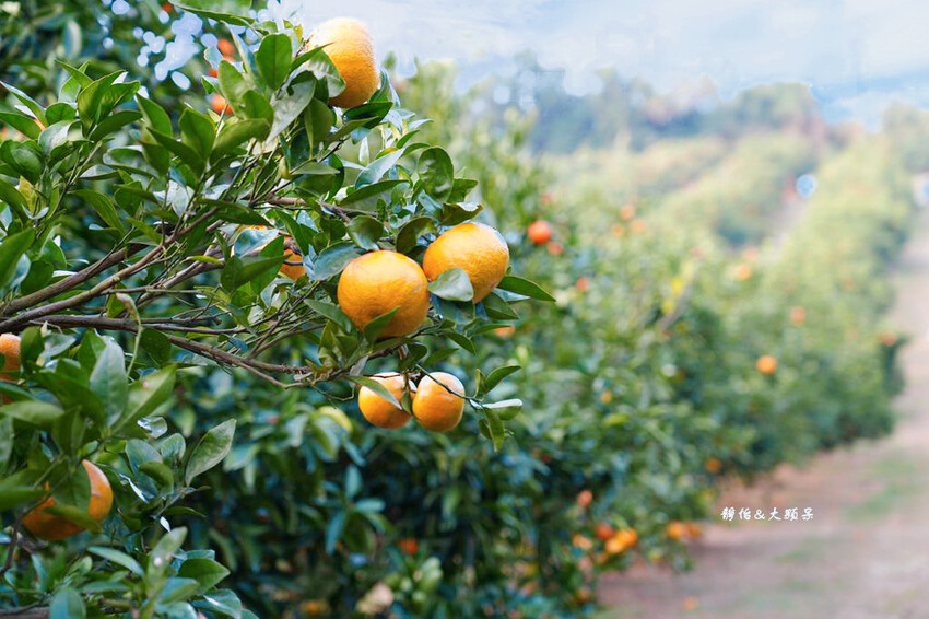 桔滿緣寶山農場 ❙ 滿山黃橙橙橘子隨你採,入園100元橘子吃