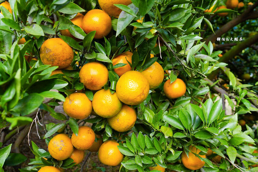 桔滿緣寶山農場 ❙ 滿山黃橙橙橘子隨你採,入園100元橘子吃