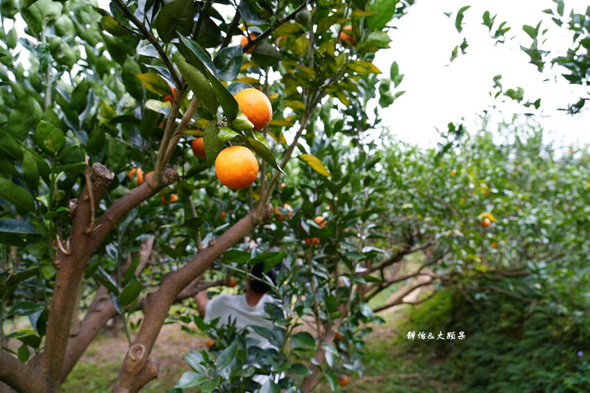 上瑞柑橘觀光果園 ❙ 入園費50元橘子吃到飽，柑橘種類多，新