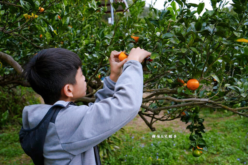 上瑞柑橘觀光果園 ❙ 入園費50元橘子吃到飽，柑橘種類多，新