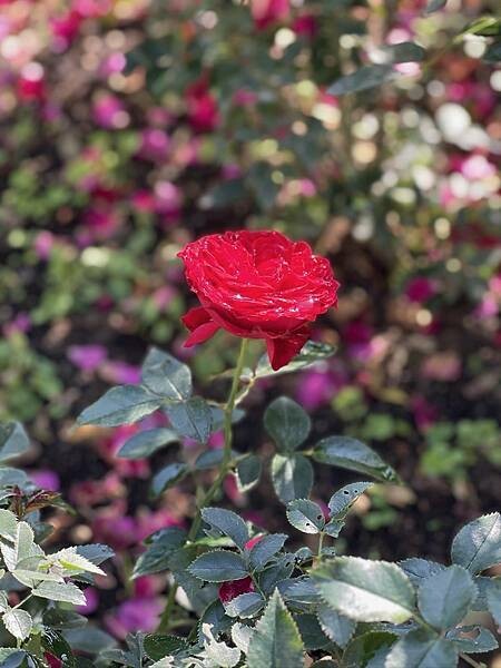 大IMG_0379 (1).jpeg