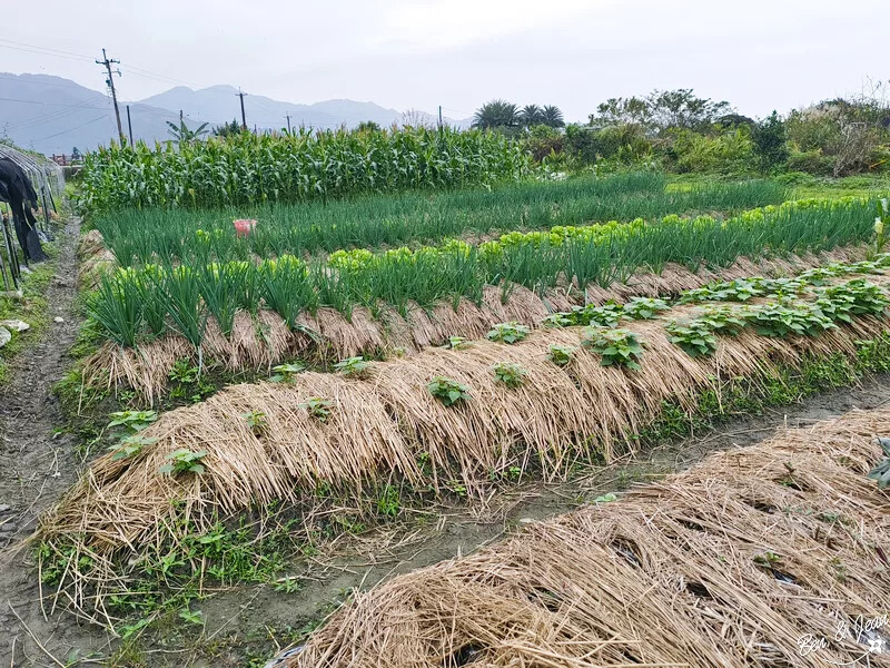 宜蘭縣三星鄉天送埤休閒農業區快樂遊》採蔥、爆米香體驗DIY、 特色民宿、排隊美食品嚐~~應有盡有