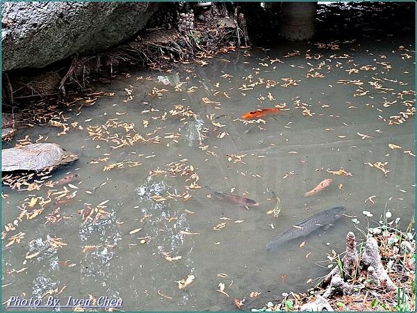《苗栗景點》日式庭園/免門票/// 『品園日式花園』Iven 《苗栗景點》日式庭園/免門票/// 『品園日式花園』Iven