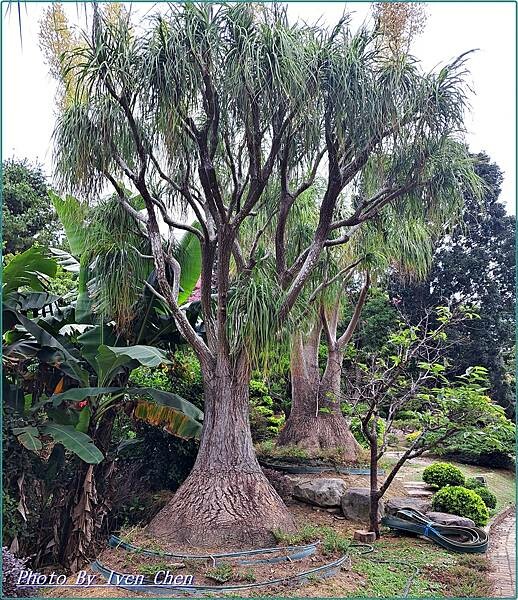 《苗栗景點》假日踏青趴趴走/免門票/雅致舒適日式庭園/森林步 《苗栗景點》假日踏青趴趴走/免門票/雅致舒適日式庭園/森林步