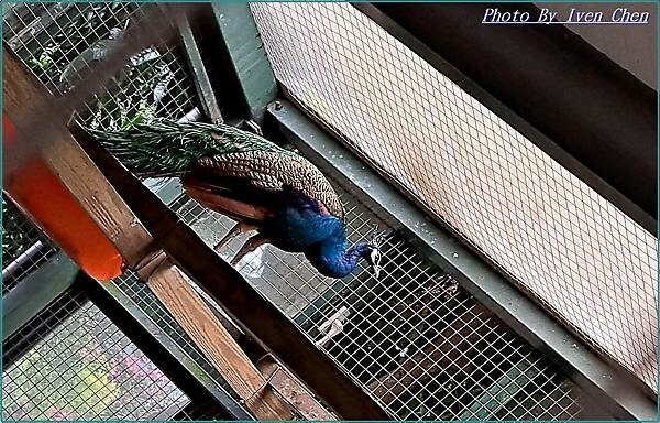 《苗栗景點》日式庭園/免門票/// 『品園日式花園』Iven 《苗栗景點》日式庭園/免門票/// 『品園日式花園』Iven