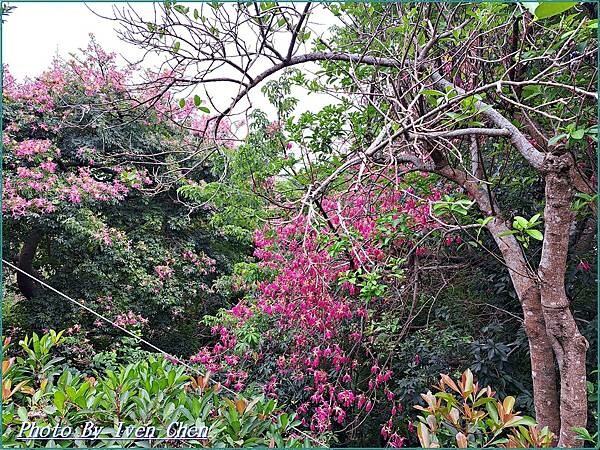 《苗栗景點》日式庭園/免門票/// 『品園日式花園』Iven 《苗栗景點》日式庭園/免門票/// 『品園日式花園』Iven