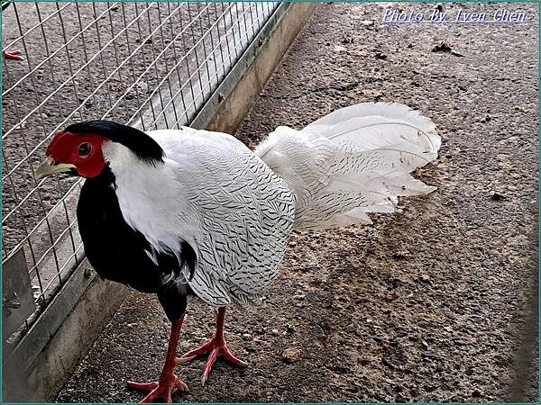 《苗栗景點》日式庭園/免門票/// 『品園日式花園』Iven 《苗栗景點》日式庭園/免門票/// 『品園日式花園』Iven