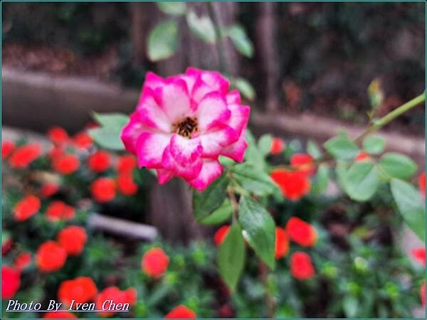 《苗栗景點》日式庭園/免門票/// 『品園日式花園』Iven 《苗栗景點》日式庭園/免門票/// 『品園日式花園』Iven