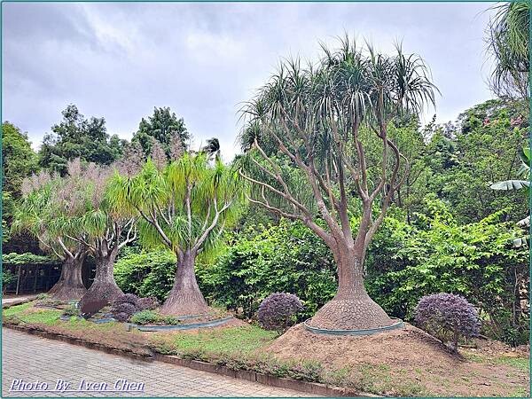 《苗栗景點》日式庭園/免門票/// 『品園日式花園』Iven 《苗栗景點》日式庭園/免門票/// 『品園日式花園』Iven