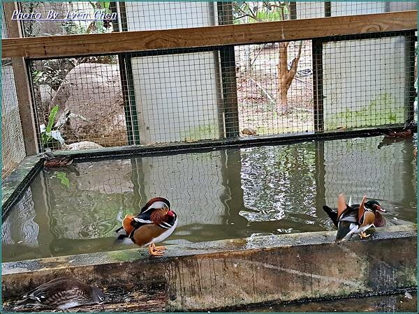 《苗栗景點》日式庭園/免門票/// 『品園日式花園』Iven 《苗栗景點》日式庭園/免門票/// 『品園日式花園』Iven