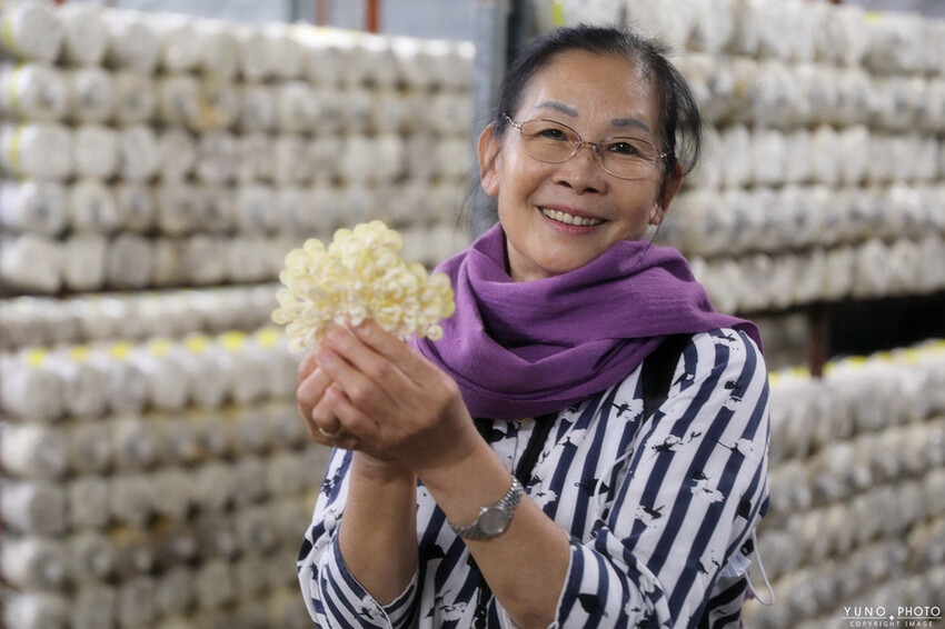 南投縣埔里鎮豐年靈芝菇類生態農場｜南投埔里親子旅遊景點推薦 散客免門票免費導覽 體驗採收樂趣 實現菇菇財富自由