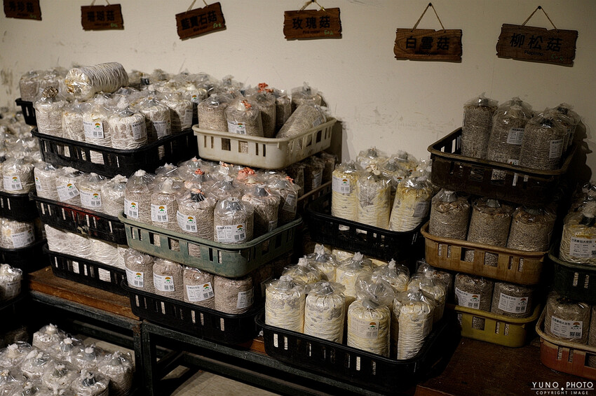 南投縣埔里鎮豐年靈芝菇類生態農場｜南投埔里親子旅遊景點推薦 散客免門票免費導覽 體驗採收樂趣 實現菇菇財富自由