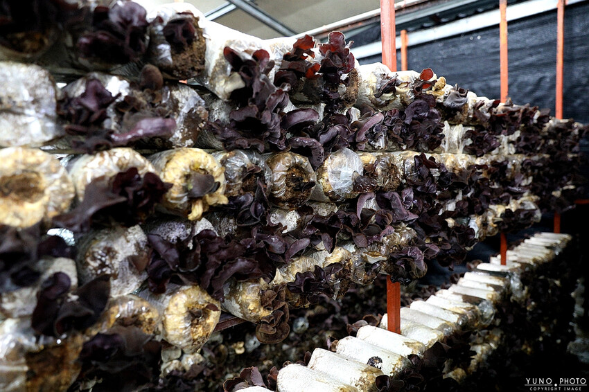 南投縣埔里鎮豐年靈芝菇類生態農場｜南投埔里親子旅遊景點推薦 散客免門票免費導覽 體驗採收樂趣 實現菇菇財富自由