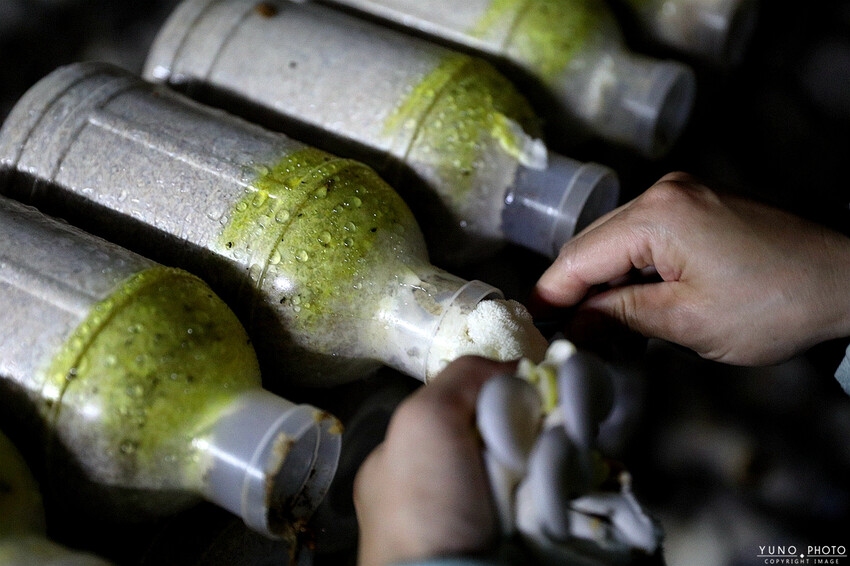 南投縣埔里鎮豐年靈芝菇類生態農場｜南投埔里親子旅遊景點推薦 散客免門票免費導覽 體驗採收樂趣 實現菇菇財富自由