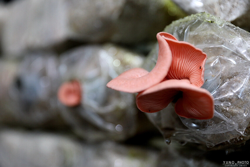 南投縣埔里鎮豐年靈芝菇類生態農場｜南投埔里親子旅遊景點推薦 散客免門票免費導覽 體驗採收樂趣 實現菇菇財富自由