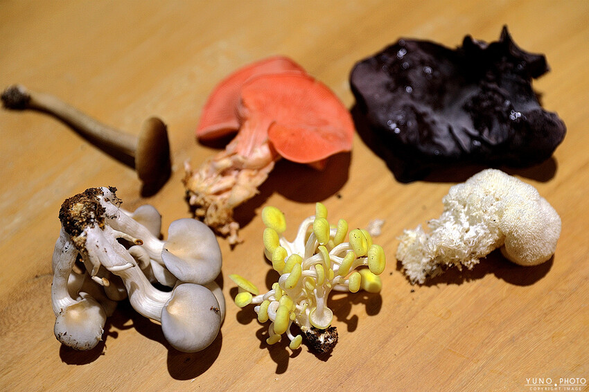 南投縣埔里鎮豐年靈芝菇類生態農場｜南投埔里親子旅遊景點推薦 散客免門票免費導覽 體驗採收樂趣 實現菇菇財富自由