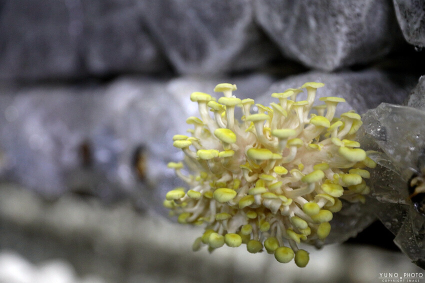 南投縣埔里鎮豐年靈芝菇類生態農場｜南投埔里親子旅遊景點推薦 散客免門票免費導覽 體驗採收樂趣 實現菇菇財富自由