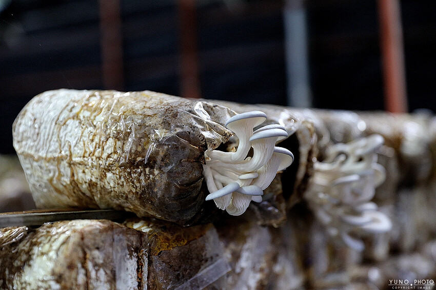 南投縣埔里鎮豐年靈芝菇類生態農場｜南投埔里親子旅遊景點推薦 散客免門票免費導覽 體驗採收樂趣 實現菇菇財富自由