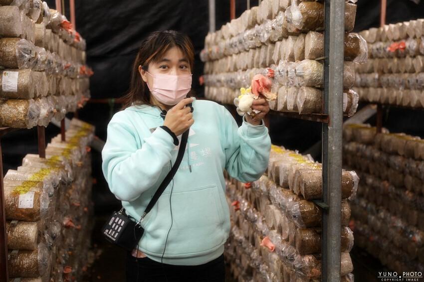 南投縣埔里鎮豐年靈芝菇類生態農場｜南投埔里親子旅遊景點推薦 散客免門票免費導覽 體驗採收樂趣 實現菇菇財富自由