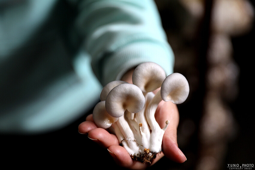 南投縣埔里鎮豐年靈芝菇類生態農場｜南投埔里親子旅遊景點推薦 散客免門票免費導覽 體驗採收樂趣 實現菇菇財富自由