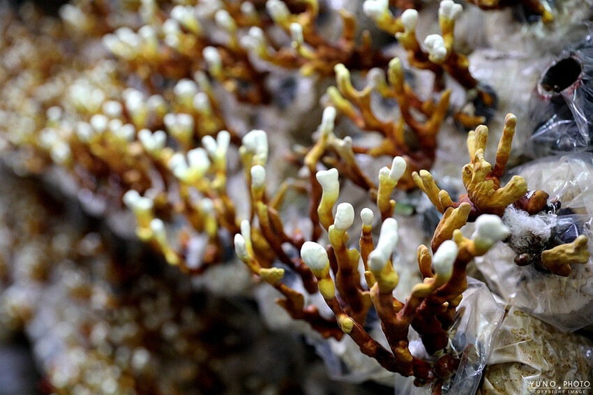 南投縣埔里鎮豐年靈芝菇類生態農場｜南投埔里親子旅遊景點推薦 散客免門票免費導覽 體驗採收樂趣 實現菇菇財富自由