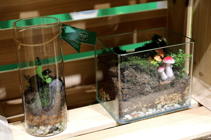 南投縣埔里鎮豐年靈芝菇類生態農場｜南投埔里親子旅遊景點推薦 散客免門票免費導覽 體驗採收樂趣 實現菇菇財富自由