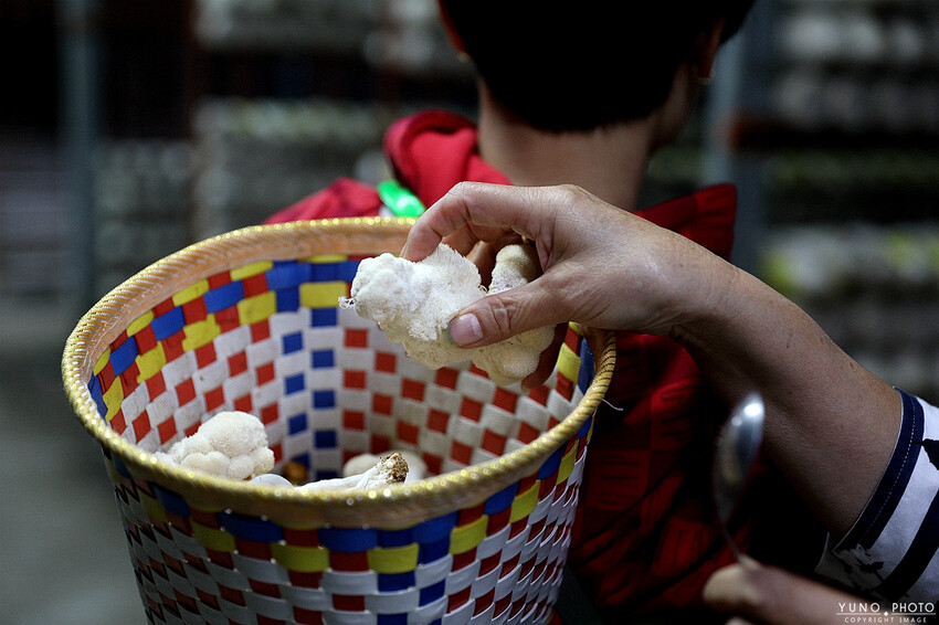 南投縣埔里鎮豐年靈芝菇類生態農場｜南投埔里親子旅遊景點推薦 散客免門票免費導覽 體驗採收樂趣 實現菇菇財富自由