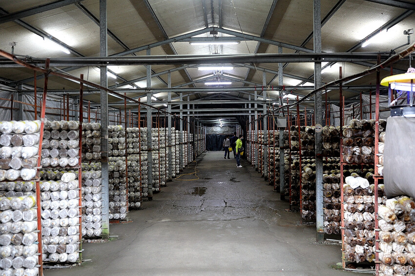 南投縣埔里鎮豐年靈芝菇類生態農場｜南投埔里親子旅遊景點推薦 散客免門票免費導覽 體驗採收樂趣 實現菇菇財富自由