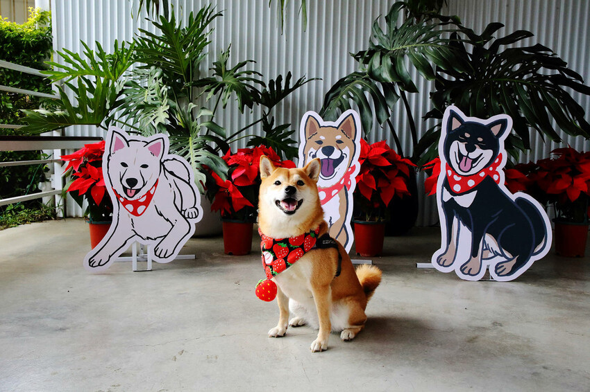 採草莓囉!苗栗大湖特色農場推薦,紅色琉璃瓦&SUHU Caf