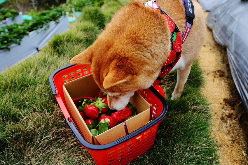 採草莓囉!苗栗大湖特色農場推薦,紅色琉璃瓦&SUHU Caf