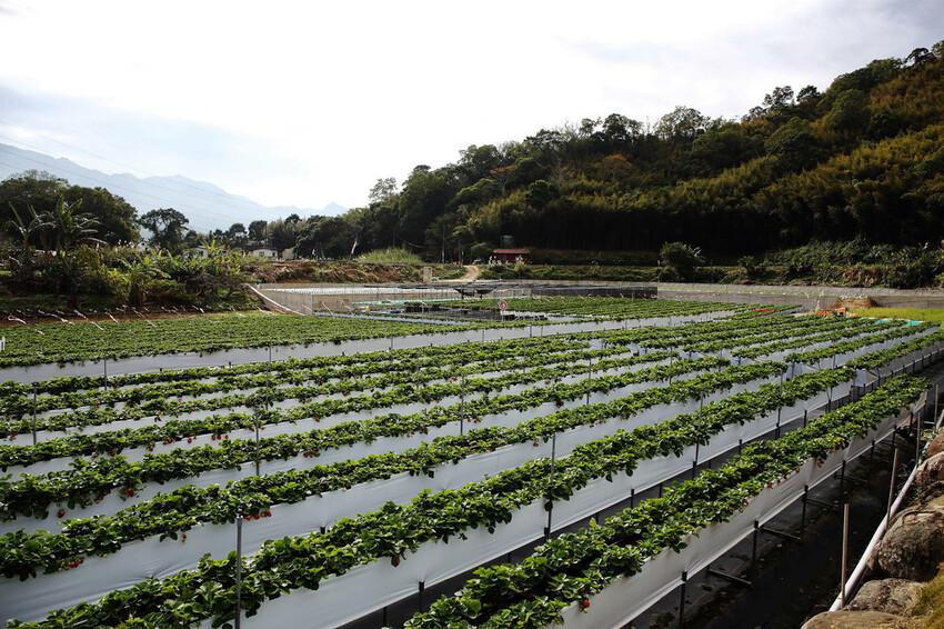 採草莓囉!苗栗大湖特色農場推薦,紅色琉璃瓦&SUHU Caf