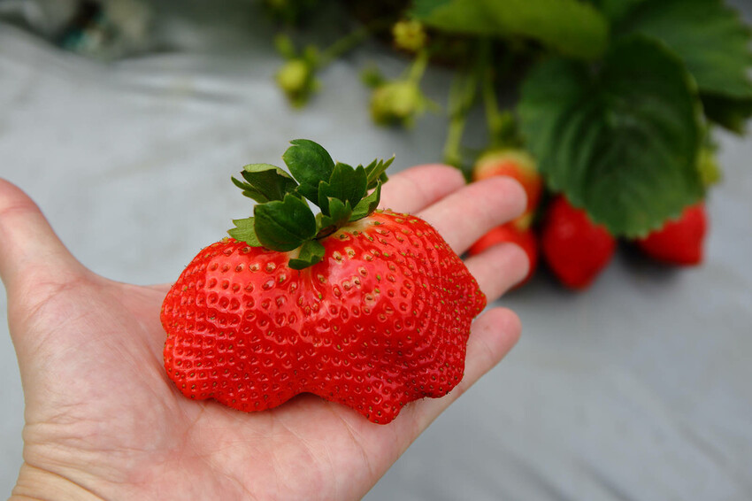 採草莓囉!苗栗大湖特色農場推薦,紅色琉璃瓦&SUHU Caf