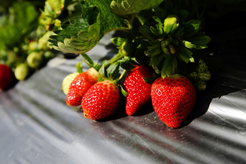 採草莓囉!苗栗大湖特色農場推薦,紅色琉璃瓦&SUHU Caf