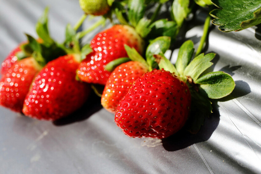 採草莓囉!苗栗大湖特色農場推薦,紅色琉璃瓦&SUHU Caf