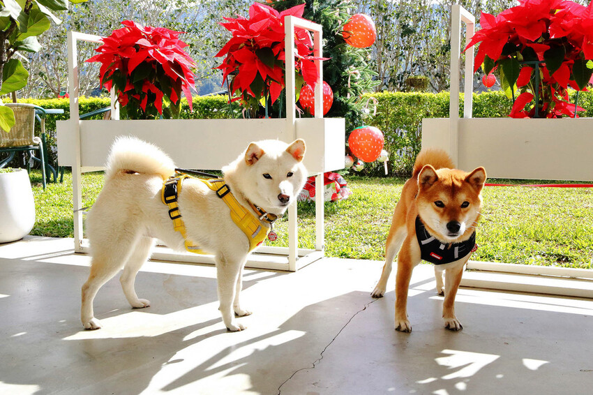 採草莓囉!苗栗大湖特色農場推薦,紅色琉璃瓦&SUHU Caf