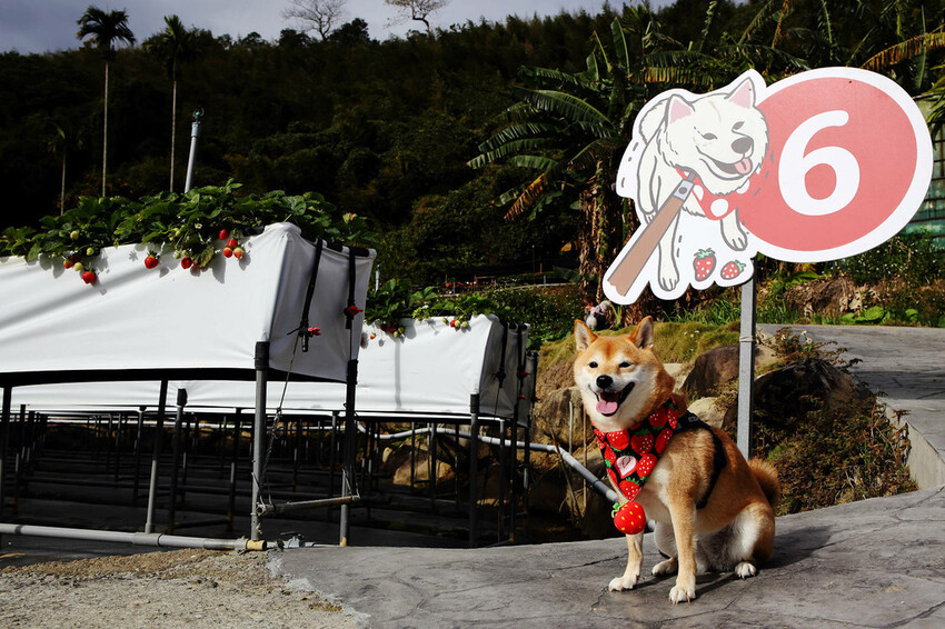 採草莓囉!苗栗大湖特色農場推薦,紅色琉璃瓦&SUHU Caf