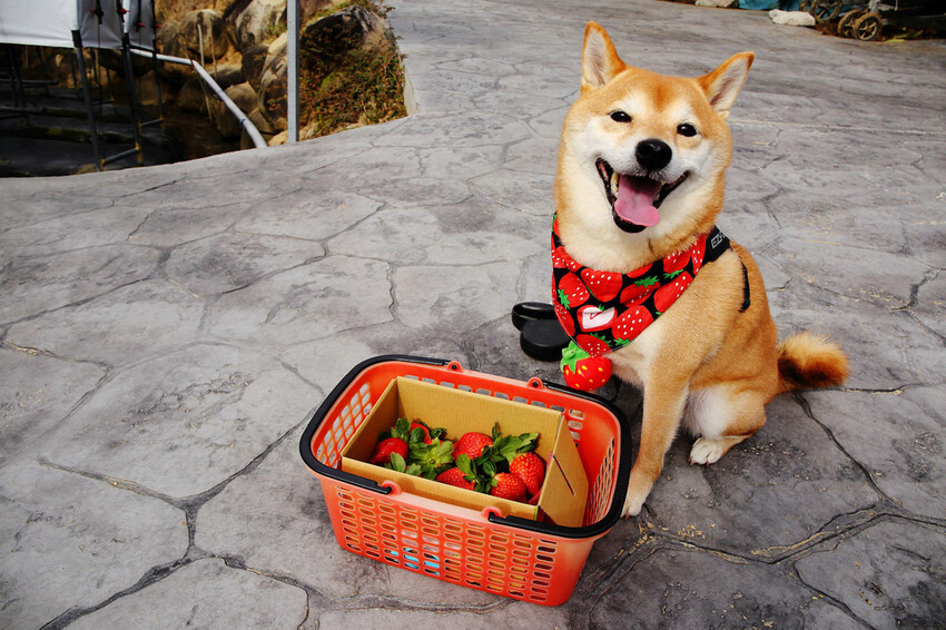 採草莓囉!苗栗大湖特色農場推薦,紅色琉璃瓦&SUHU Caf