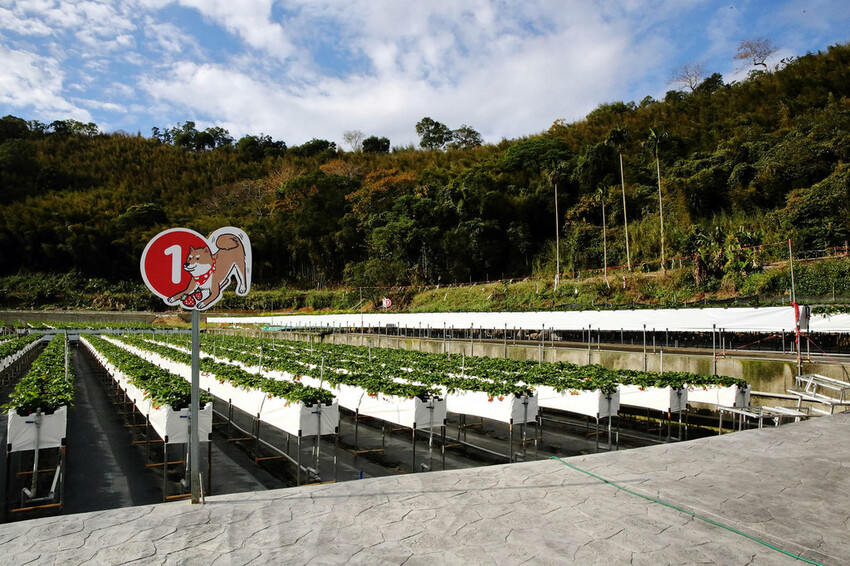 採草莓囉!苗栗大湖特色農場推薦,紅色琉璃瓦&SUHU Caf