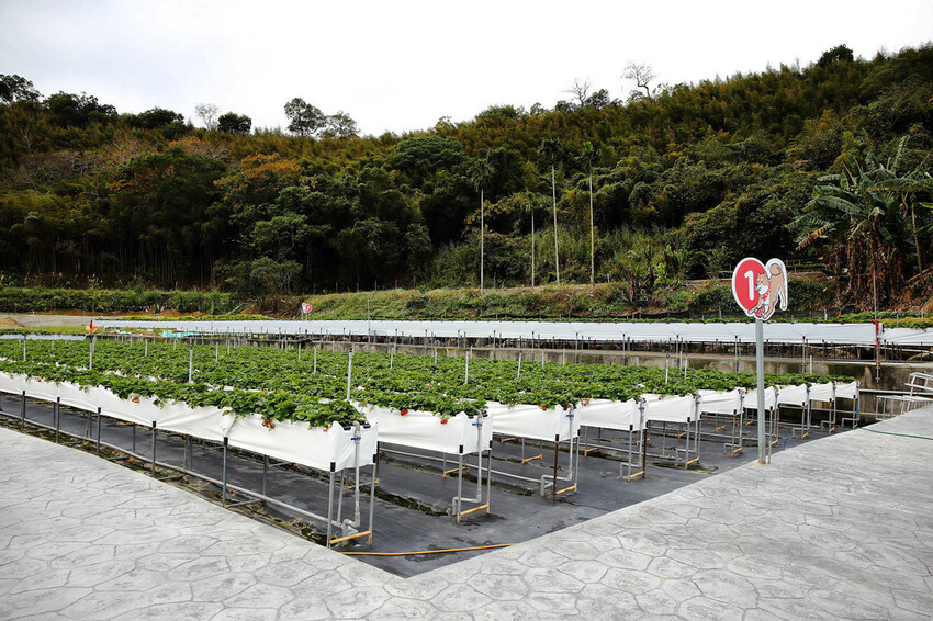 採草莓囉!苗栗大湖特色農場推薦,紅色琉璃瓦&SUHU Caf