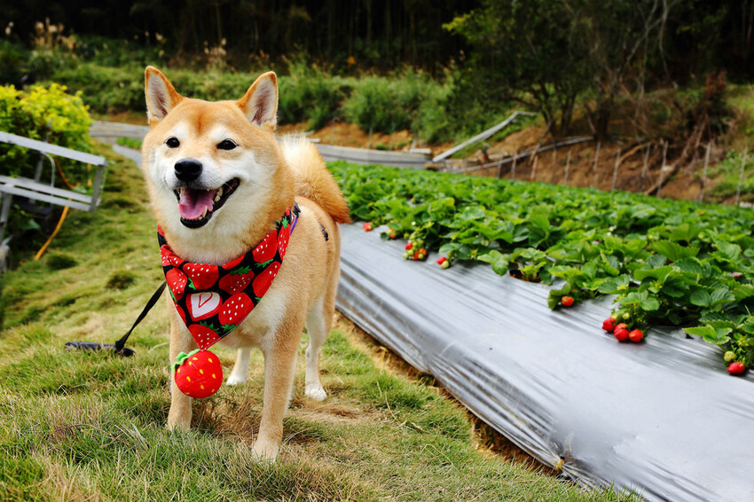 採草莓囉!苗栗大湖特色農場推薦,紅色琉璃瓦&SUHU Caf